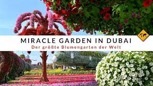 Vergoldete und versilberte einrichtung, spiegelwände, mächtige kronleuchter und wertvolle teppiche. Miracle Garden Dubai 6 Dinge Die Du Vor Deinem Besuch Wissen Musst