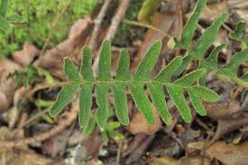 Image result for Pleopeltis