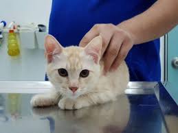 Kastration Bei Katzen Ablauf Vor Und Nachsorge
