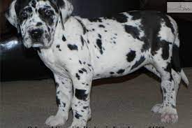 5 black girls with white markings. Beautiful Euro Harlequin Great Dane Great Dane Puppies For Sale Dane Puppies Great Dane Puppy