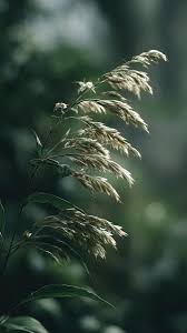 Image result for Justicia abscondita