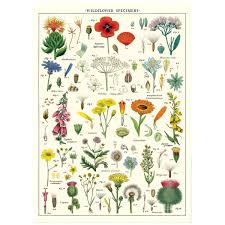 Wildflowers Species Chart Vintage Style Poster Mo