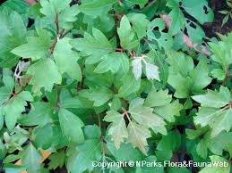 Image result for Rhoicissus rhomboidea