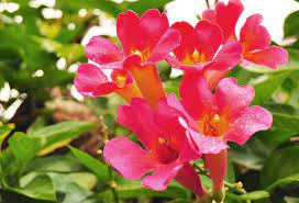 Note the long stamens that protrude from the center of the flower: What Flowers Do Hummingbirds Like Flowers To Add To Your Garden Floraqueen