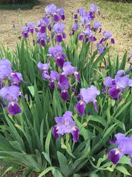 Iris Patch Beautiful Flowers Pictures Flowers Nature Beautiful Flowers