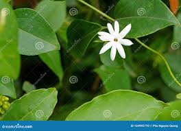 Image result for Jasminum multiflorum