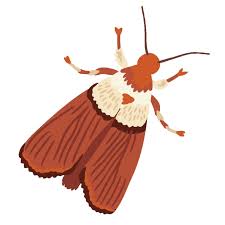 how to get rid of pantry moths