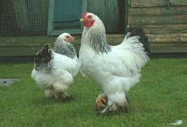Light Brahma Bantam Chickens This Looks Like Some Of Her Hens Bantam Chickens Barnyard Animals Brahma Chicken