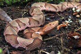 First, let's start off by looking at the 3 species of rattlesnakes found in georgia. The Definitive Guide To Snakes In Forsyth County Forsyth News