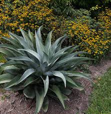 Image result for Thonningia