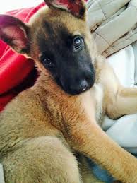 We did not find results for: Evelyn The Belgian Malinois Mix Malinois Dog Malinois Puppies Dog Breeds