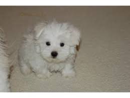 Please read instructions to find prices. Maltese Puppies In Texas