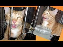 Check spelling or type a new query. à¹à¸¡à¸§à¸£ à¸­à¸™ à¸«à¸­à¸š à¸­ à¸²à¸›à¸²à¸à¸«à¸²à¸¢à¹ƒà¸ˆ à¸™ à¸²à¸ªà¸‡à¸ªà¸²à¸£à¸¡à¸²à¸ Hot Cat à¸­à¸²à¸à¸²à¸£à¹à¸¡à¸§à¸£ à¸­à¸™ à¹à¸¡à¸§à¸š à¸²à¸™à¹† Youtube