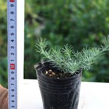 Image result for Lotus berthelotii