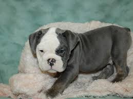 Olde english bulldog puppies for sale georgia, olde english bulldog puppies for sale in ga, olde eng. Old English Bulldog Dog Male Blue Tan 2963285 Petland Rome