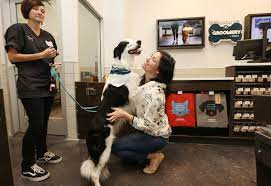 How to become a dog groomer at petsmart. Petsmart Takes Pet Pampering To A New Level With The Launch Of The Groomery By Petsmart Business Wire