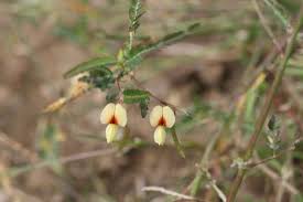 Image result for Aeschynomene sp. B