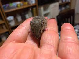 Abandoned baby field mouse, injured front leg. A Little Baby Field Mouse It Is One Living Sanctuary Facebook