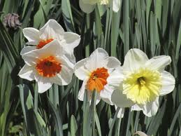 Yazın açmaya başlayan çiçekler sonbahar ayları boyunca çiçeklenmeye devam etmesi sebebi ile zinnia yani kirli hanım çiçeği boylanabilen, renkli renkli çiçekler açabilen çok güzel bir bitki çeşididir. Hangi Cicek Ne Zaman Ekilir Cicek Ekim Takvimi