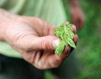 HOME BREWERS HOP TO IT