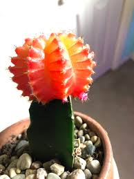 How can i make sure my cactus has all these things? Lily S Indoor Jungle Moon Cactus Care And Tips
