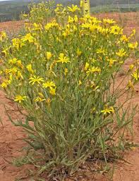 Image result for Crepis newii