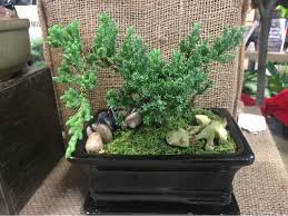 Also, be sure to use a premixed bonsai soil, or if you are mixing your own, make sure you get some professional advice on the right components. Beginning With Bonsai