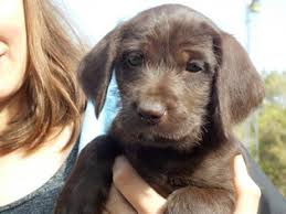 Find the perfect german shorthaired pointer puppies from all over the world! View Ad German Shorthaired Pointer Poodle Standard Mix Litter Of Puppies For Sale Near Florida Sarasota Usa Adn 22126