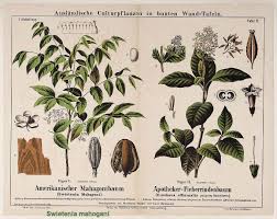 Image result for Swietenia