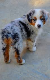 Black And Brown Australian Shepherd Puppy Pin By Ella Coyne On Australian Shepherds Shepherd Puppies Puppies Cute Baby Animals