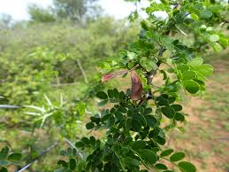 Image result for Acacia nebrownii