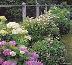 How To Care For Bigleaf Hydrangeas Big Leaf Hydrangea Hydrangea Care Bigleaf Hydrangea