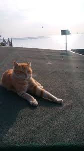 Istanbulu Dinliyorum Gozlerim Kapali Cats Animals