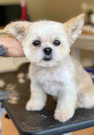 Sparkle Pups - Home | Facebook