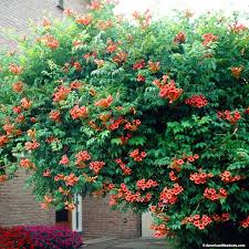 Pods carolina creeper vine yellow trumpet vine blood red trumpet vine campsis radicans stromboli climbing vines with orange flowers trumpet vine poisonous white trumpet flower vine campsis x tagliabuana trumpeter vines explore more like campsis radicans balboa sunset. Flamenco Trumpet Vine Hummingbird Plants Trumpet Vine Campsis