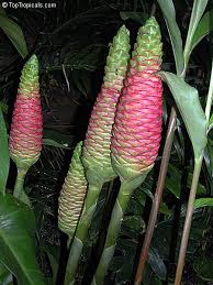 Image result for Zingiber