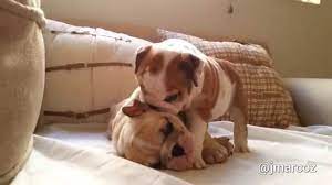 All of our puppies are home raised by us from our dogs. English Bulldog Puppies Playing Youtube