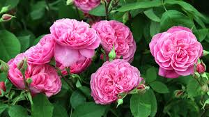 We did not find results for: How To Take Rose Cuttings It S Easy With Our Advice Gardeningetc