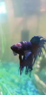 A day in the life of a betta mom. Sick Betta Album On Imgur