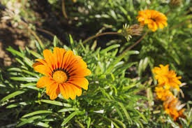 Image result for Gazania krebsiana