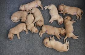 Check spelling or type a new query. Akc Field Bred Golden Retriever Pups For Sale In Minocqua Wisconsin Classified Americanlisted Com