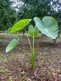 La Malanga - Agronomos UDG 73-78