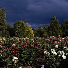 Flowers that bloom in june in oregon. Brooks Gardens Peony Farm Oregon Peonies Garden Peony Farm Fall Plants