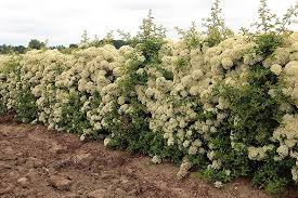 Image result for Pyracantha