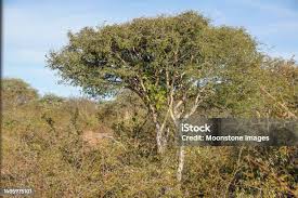 Image result for Philenoptera nelsii