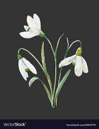 Snowdrop Flower Photos Best Flower Wallpaper