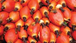 Image result for Elaeis