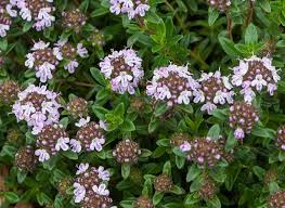 Les Vertus De La Sarriette Des Montagnes Plante Jardin Potager Montagnes