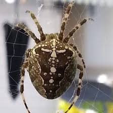 Let these spiders live in peace in your garden. Araneus Diadematus The European Garden Spider Usa Spiders