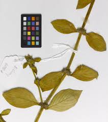 Image result for Spermacoce latituba